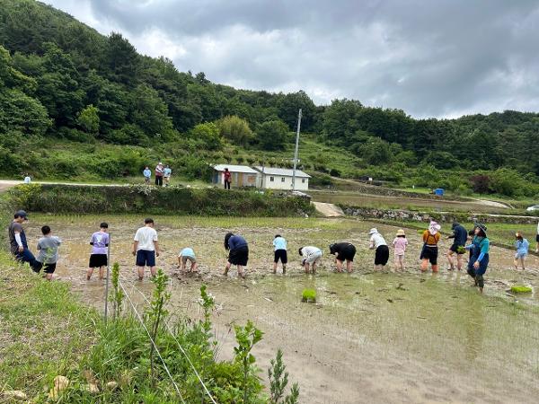 다랑논 꼬마농부(모내기)
